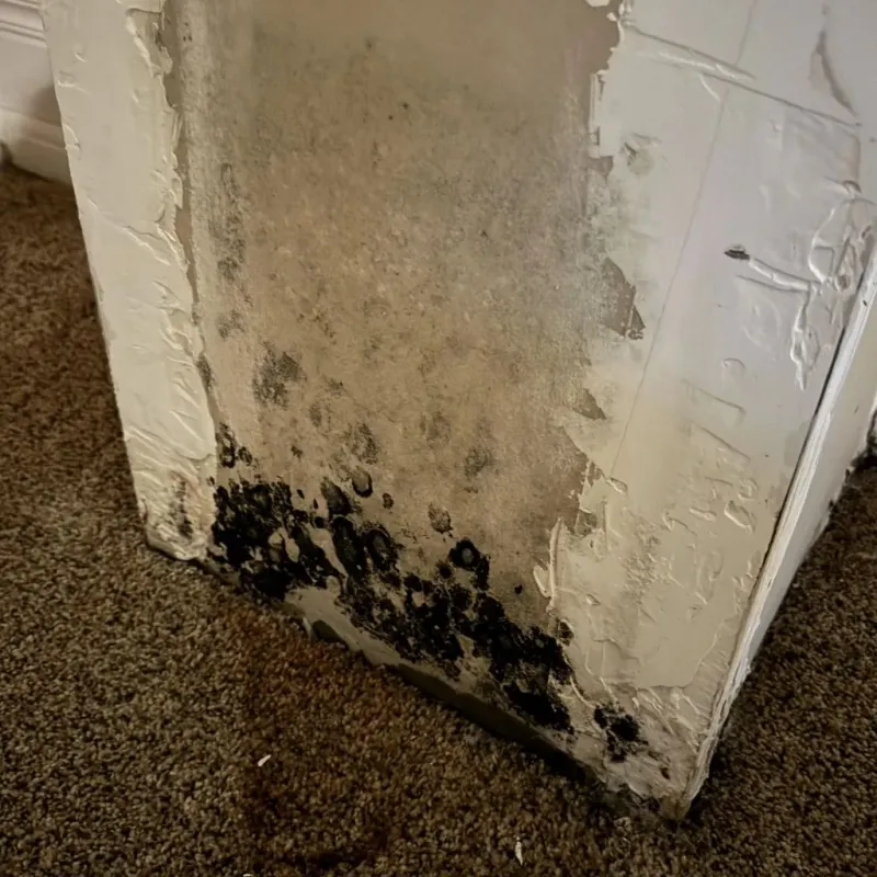Professional Mold Removal in Chandler, TX